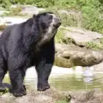 oso-de-anteojos-andino-1